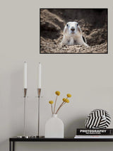 Prairie Dog Poster och Canvastavla