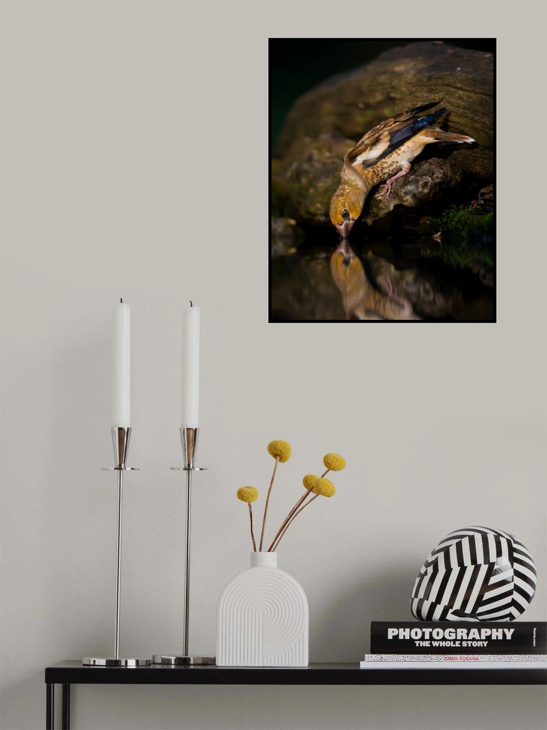 Hawfinch Drinking Poster och Canvastavla