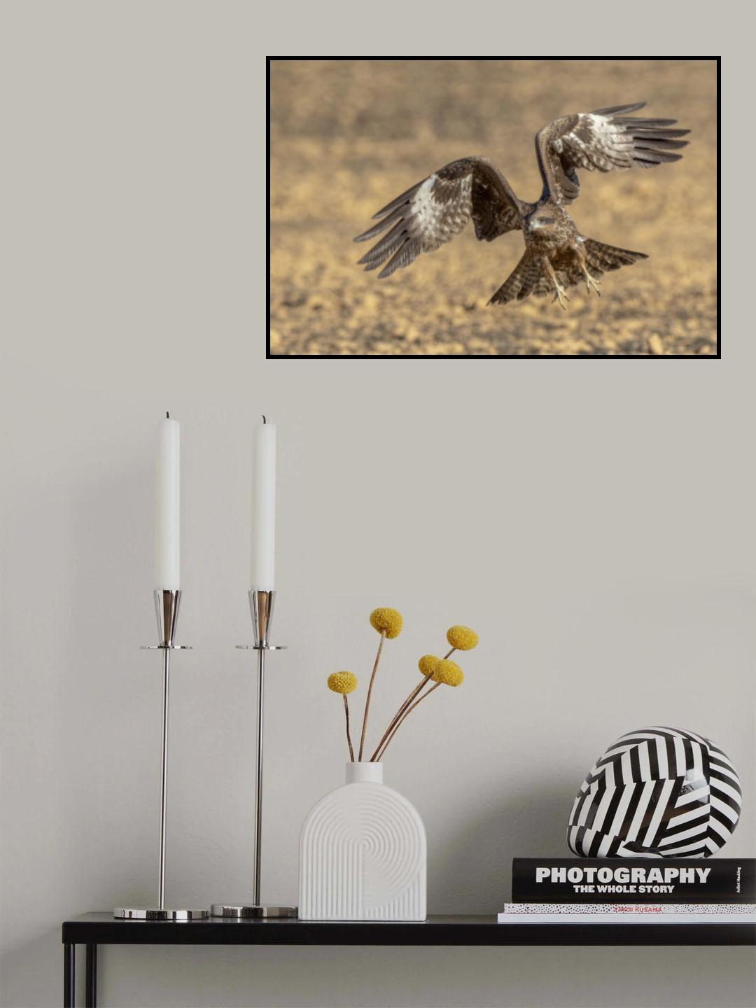 Black kite Poster och Canvastavla