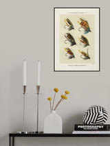 Salmon Fliee 1892 Poster och Canvastavla