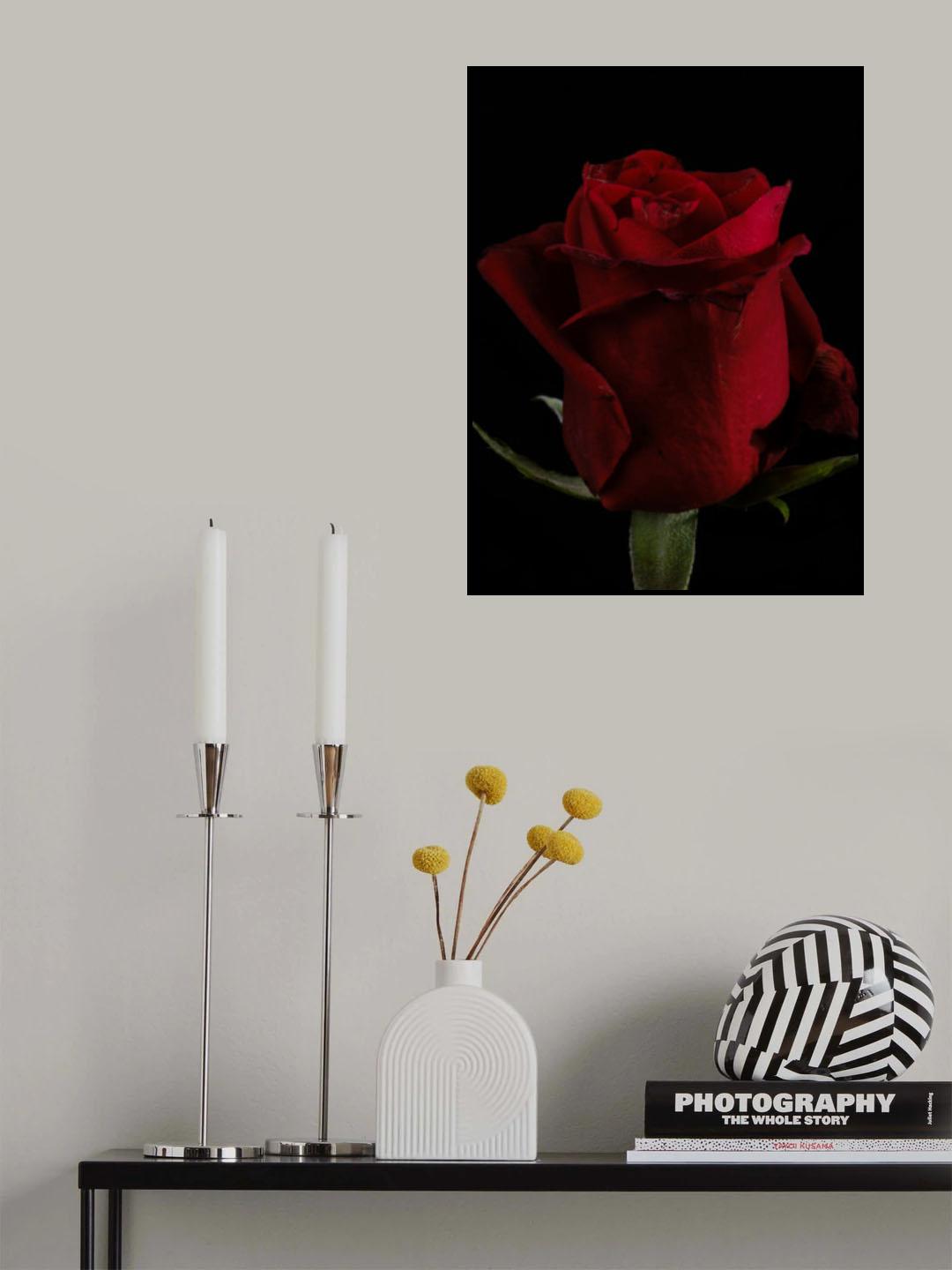 a beautiful red rose Poster och Canvastavla