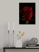 a beautiful red rose Poster och Canvastavla