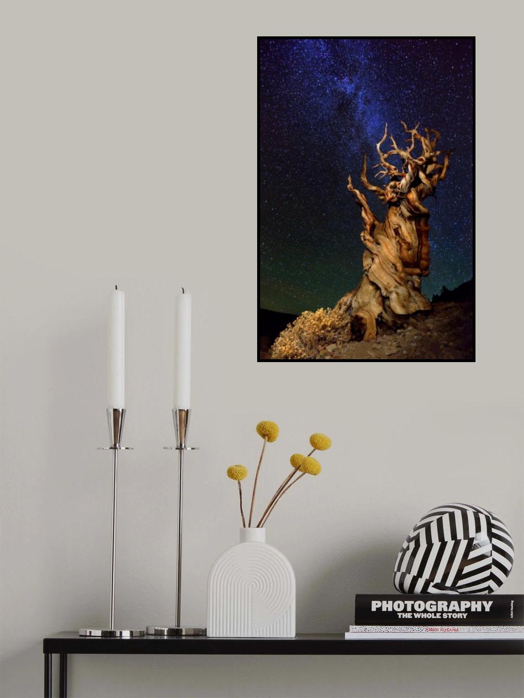 Bristlecone Pine Poster och Canvastavla