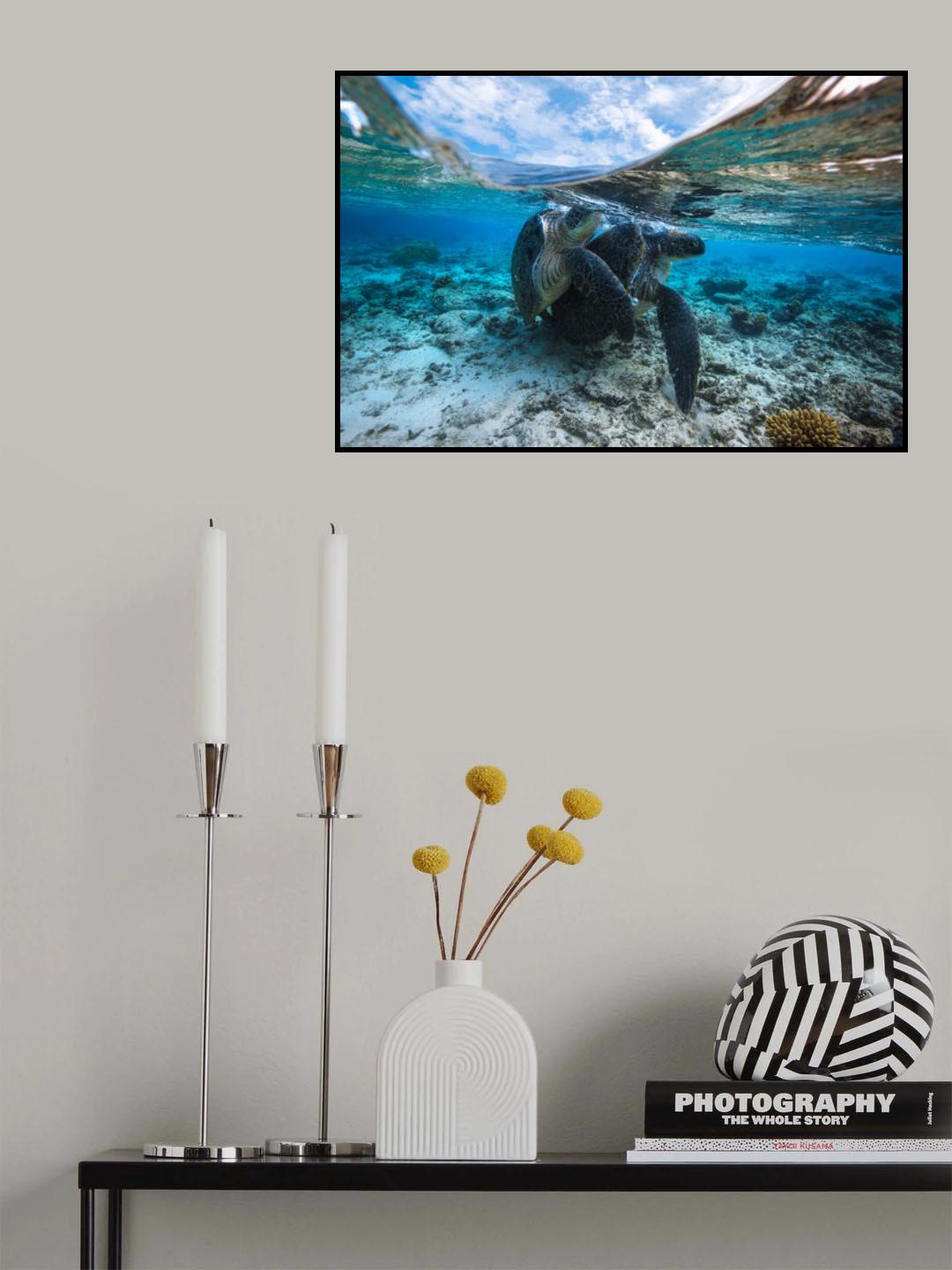 Turtle Coupling Poster och Canvastavla
