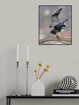 Peregrine Falcon Poster och Canvastavla