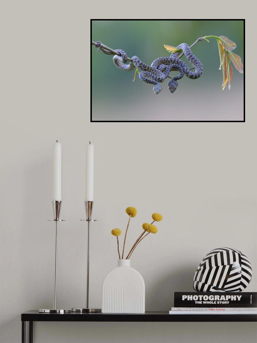 Hon Son Pit Viper Poster och Canvastavla