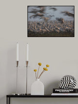 Poster och Canvastavla