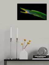 Reaching out ( Ribbion eel ) Poster och Canvastavla