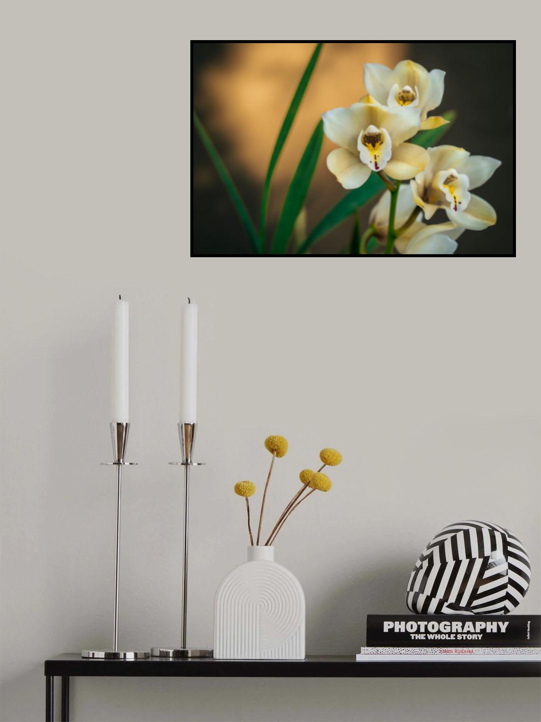 White Orchids Poster och Canvastavla