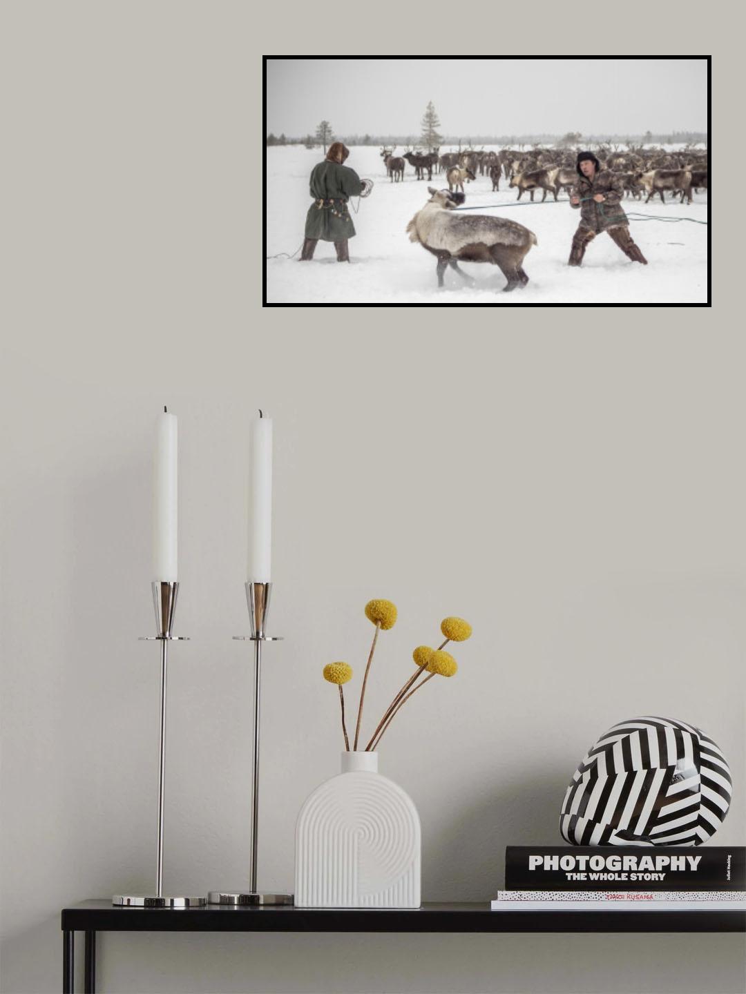 Kolya catches reindeer Poster och Canvastavla
