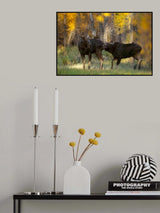 Moose Love Poster och Canvastavla