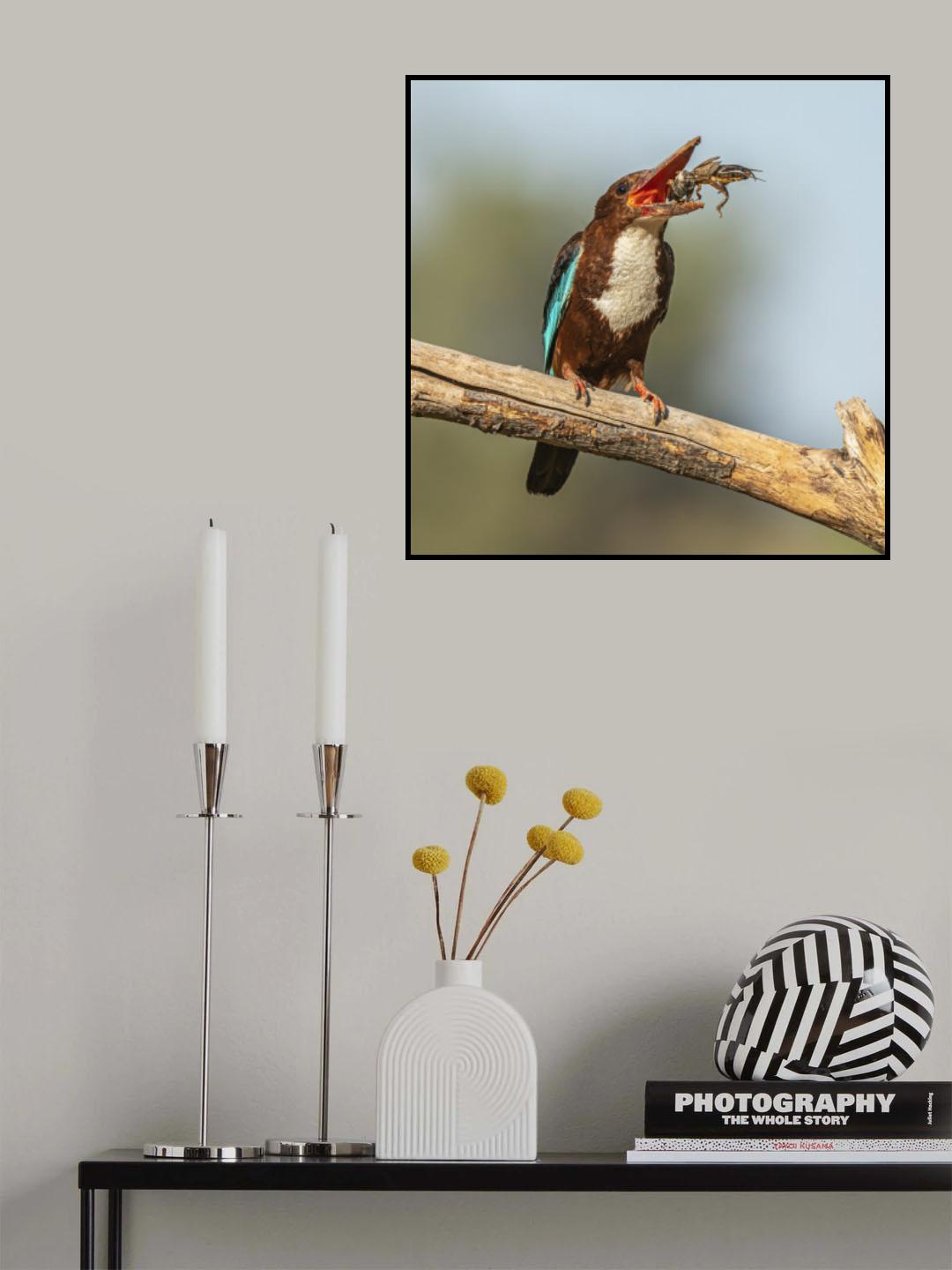 White-throated kingfisher Poster och Canvastavla