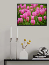 Pink Tulips Poster och Canvastavla