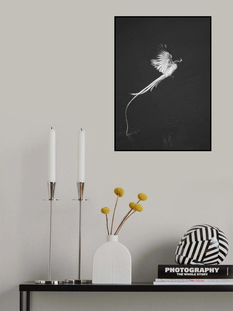 Terpsiphone paradis Poster och Canvastavla