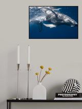Baleineau Poster och Canvastavla