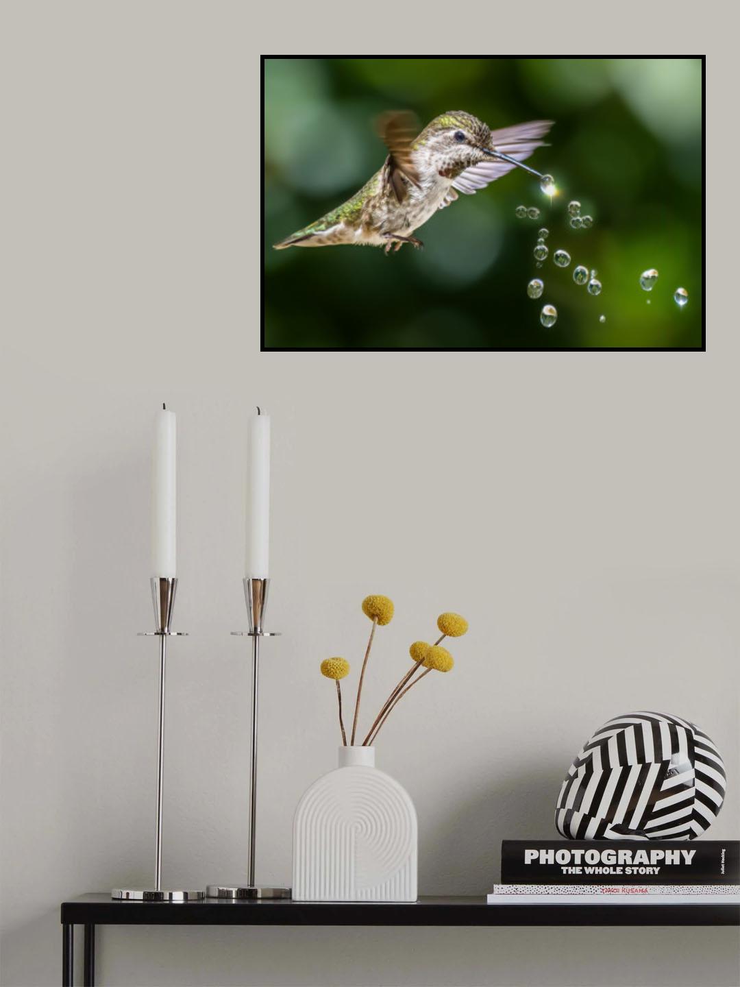 Hummingbirds Playing Water Drops Poster och Canvastavla