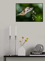 Hummingbirds Playing Water Drops Poster och Canvastavla