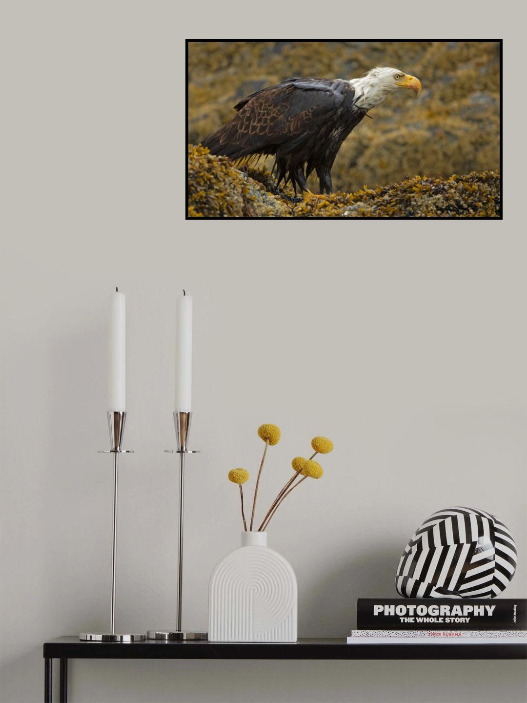 Bald Eagle Poster och Canvastavla