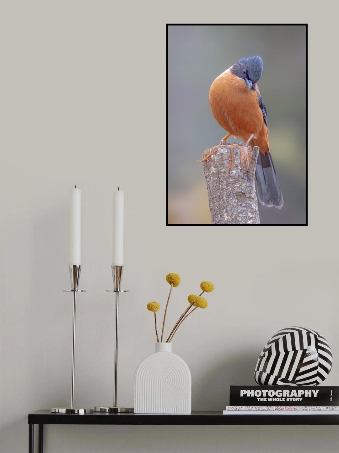 Rufous Sebia Poster och Canvastavla