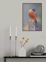 Rufous Sebia Poster och Canvastavla