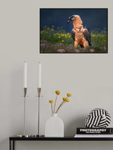Bearded vulture close up Poster och Canvastavla