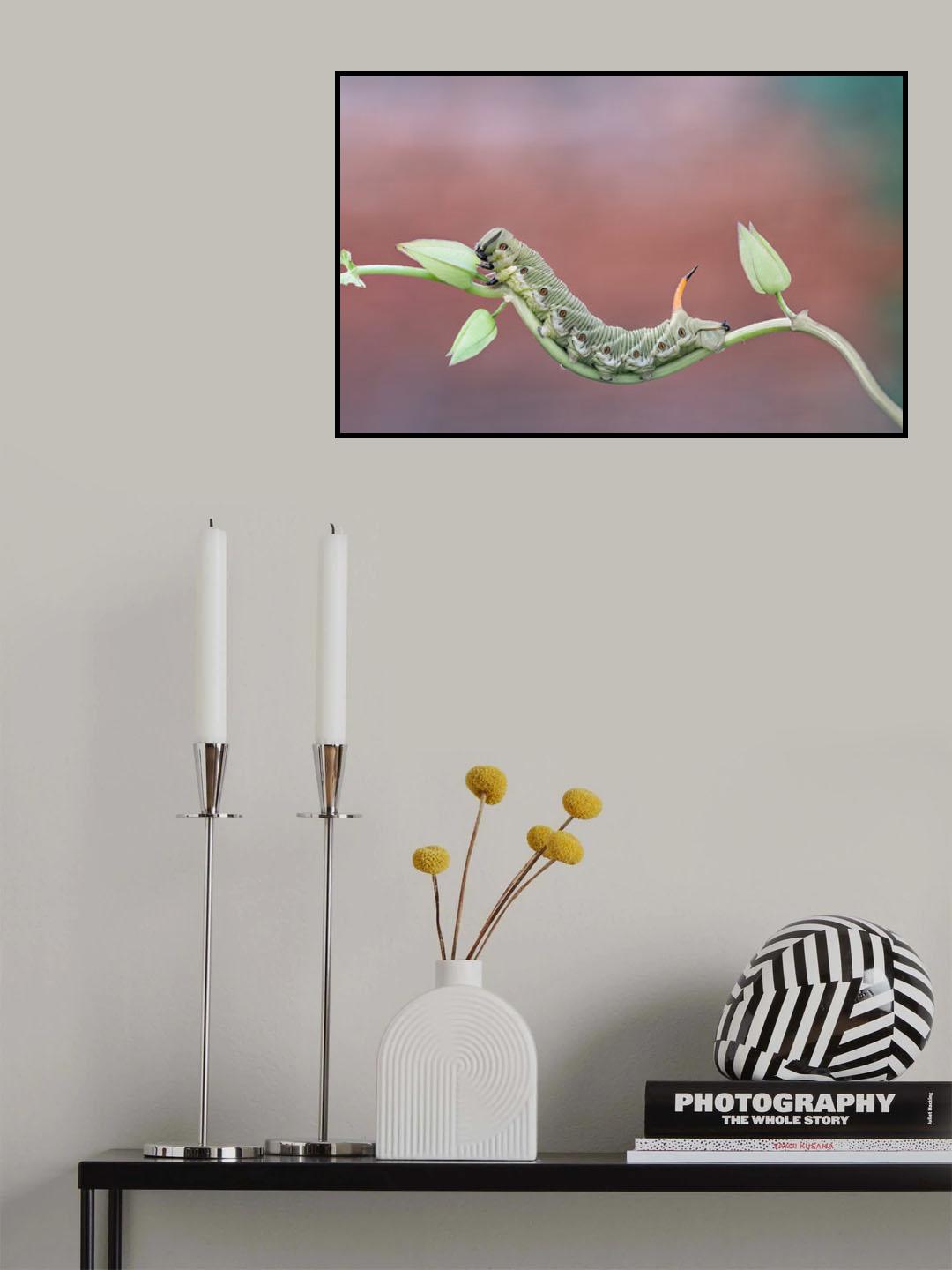 Agrius convolvuli (Linnaeus, 1758) Poster och Canvastavla