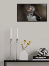 Puffins Dinner Poster och Canvastavla