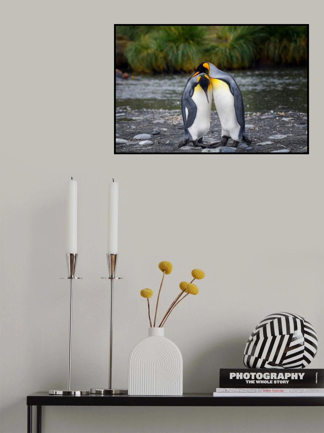 King penguin couple Poster och Canvastavla