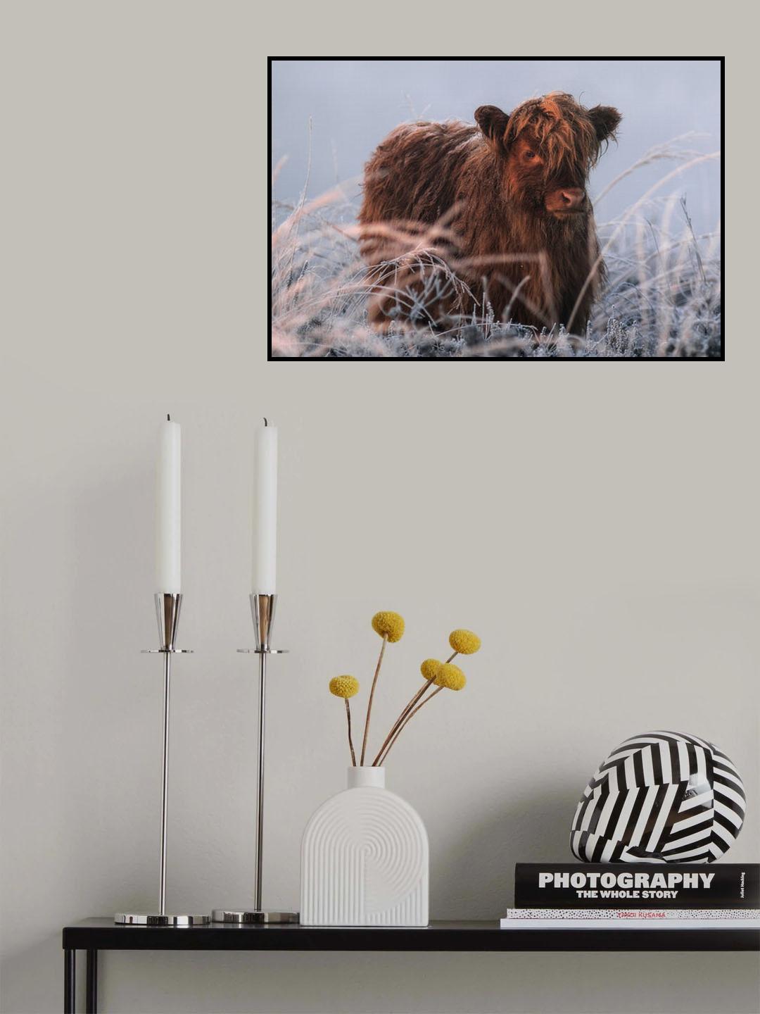 Little Highlander Poster och Canvastavla