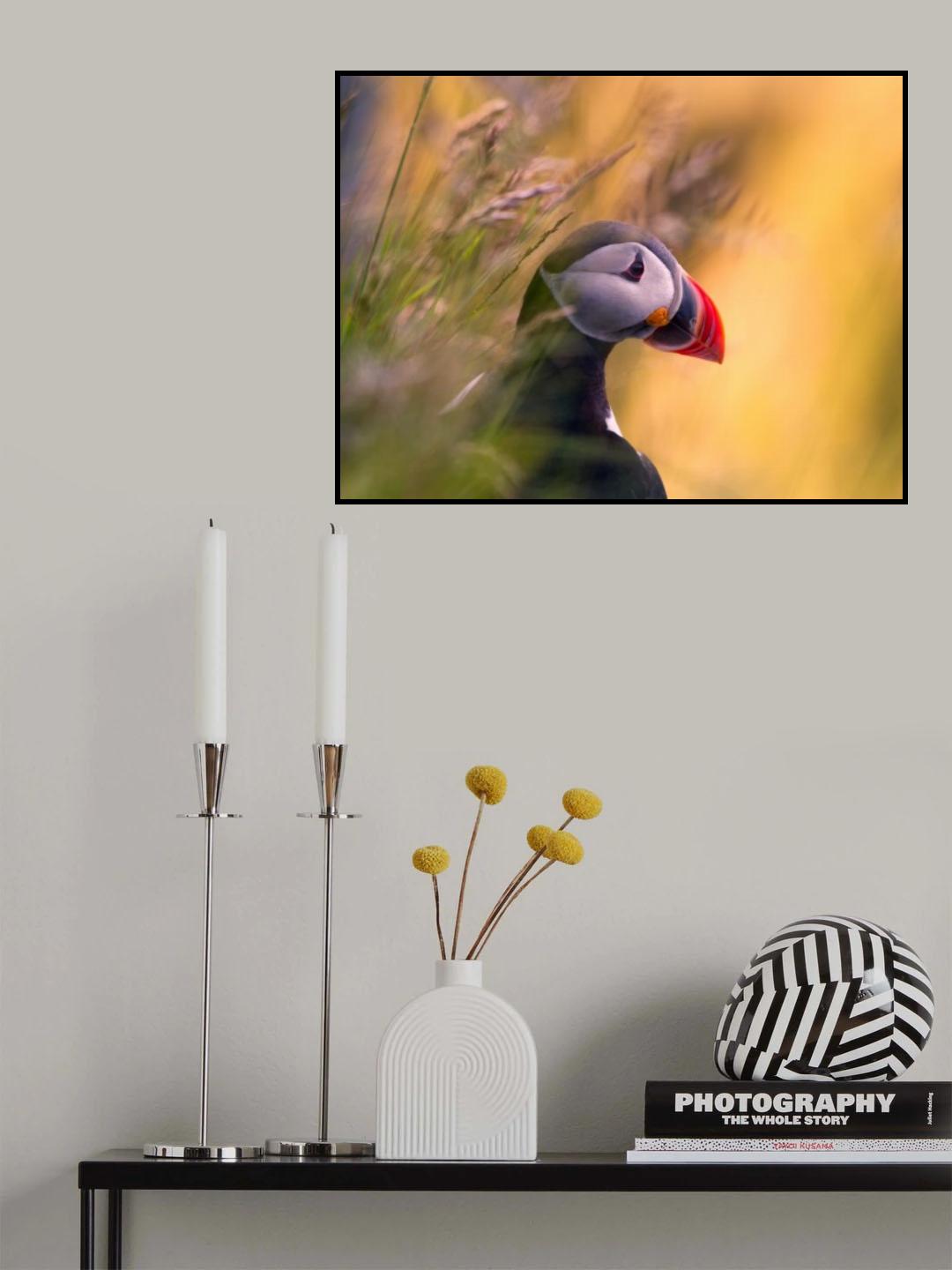Resting Puffin Poster och Canvastavla