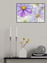Cosmos cool Poster och Canvastavla