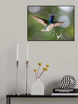 White-necked Jacobin in the rain. Poster och Canvastavla