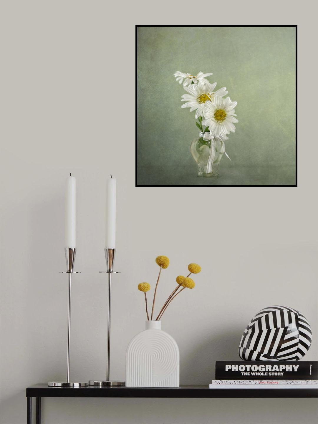 3 White Daisies Poster och Canvastavla