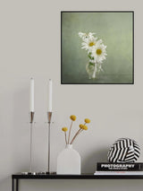 3 White Daisies Poster och Canvastavla