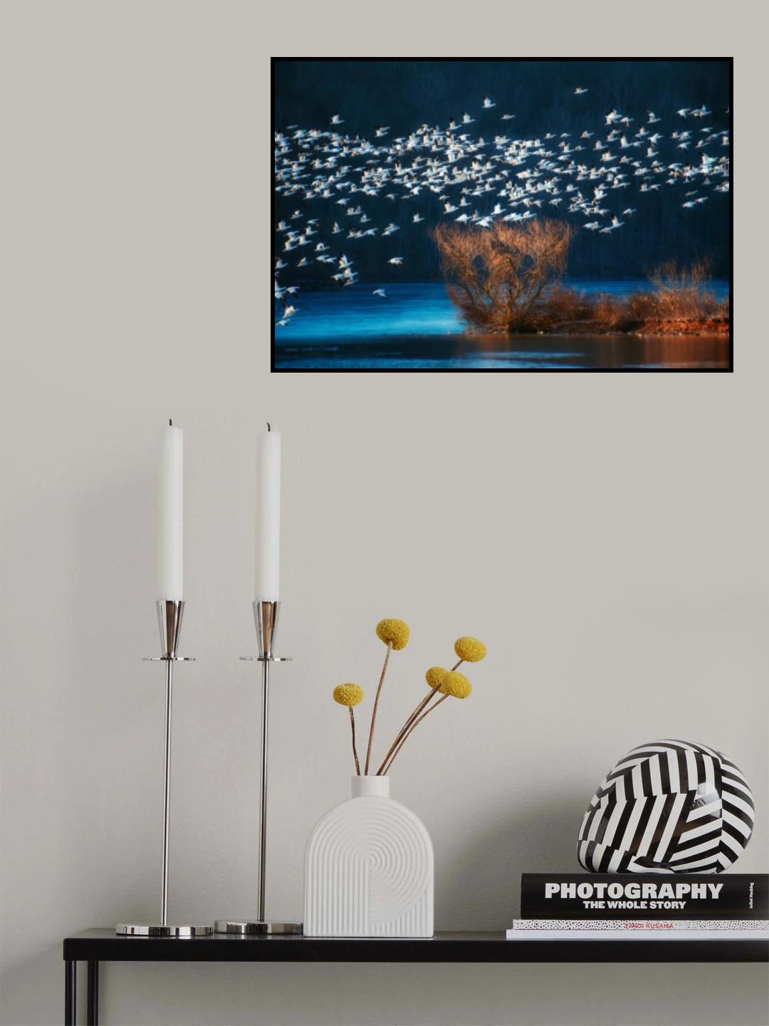 Snow Geese Migration Poster och Canvastavla