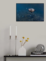 Sleepy ... (Sea lion puppy) Poster och Canvastavla
