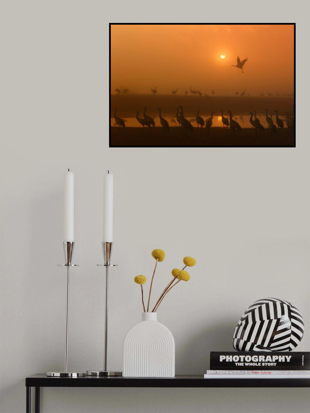 Cranes at sunrise Poster och Canvastavla