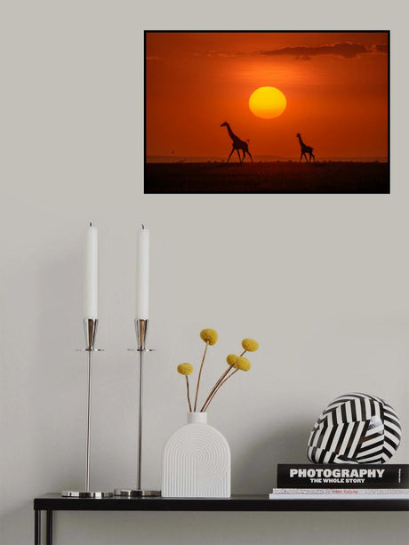 Giraffes in the sunset Poster och Canvastavla