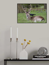 Fallow Deer Poster och Canvastavla