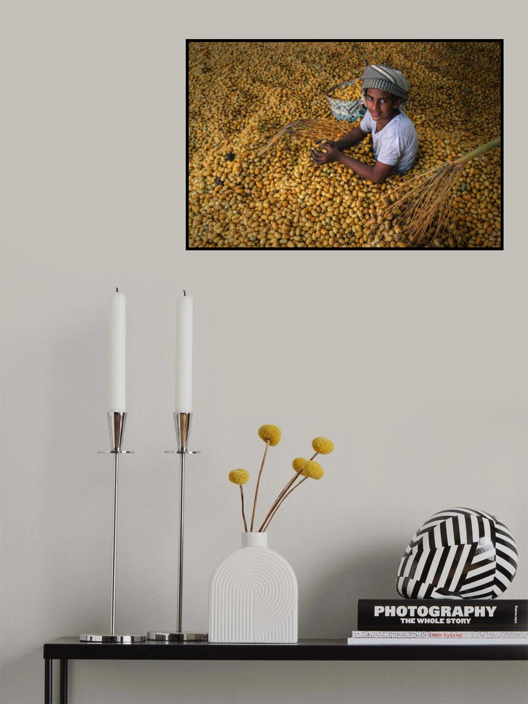 Date Harvest Season Poster och Canvastavla