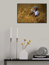 Date Harvest Season Poster och Canvastavla
