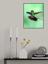 Hummingbird Poster och Canvastavla