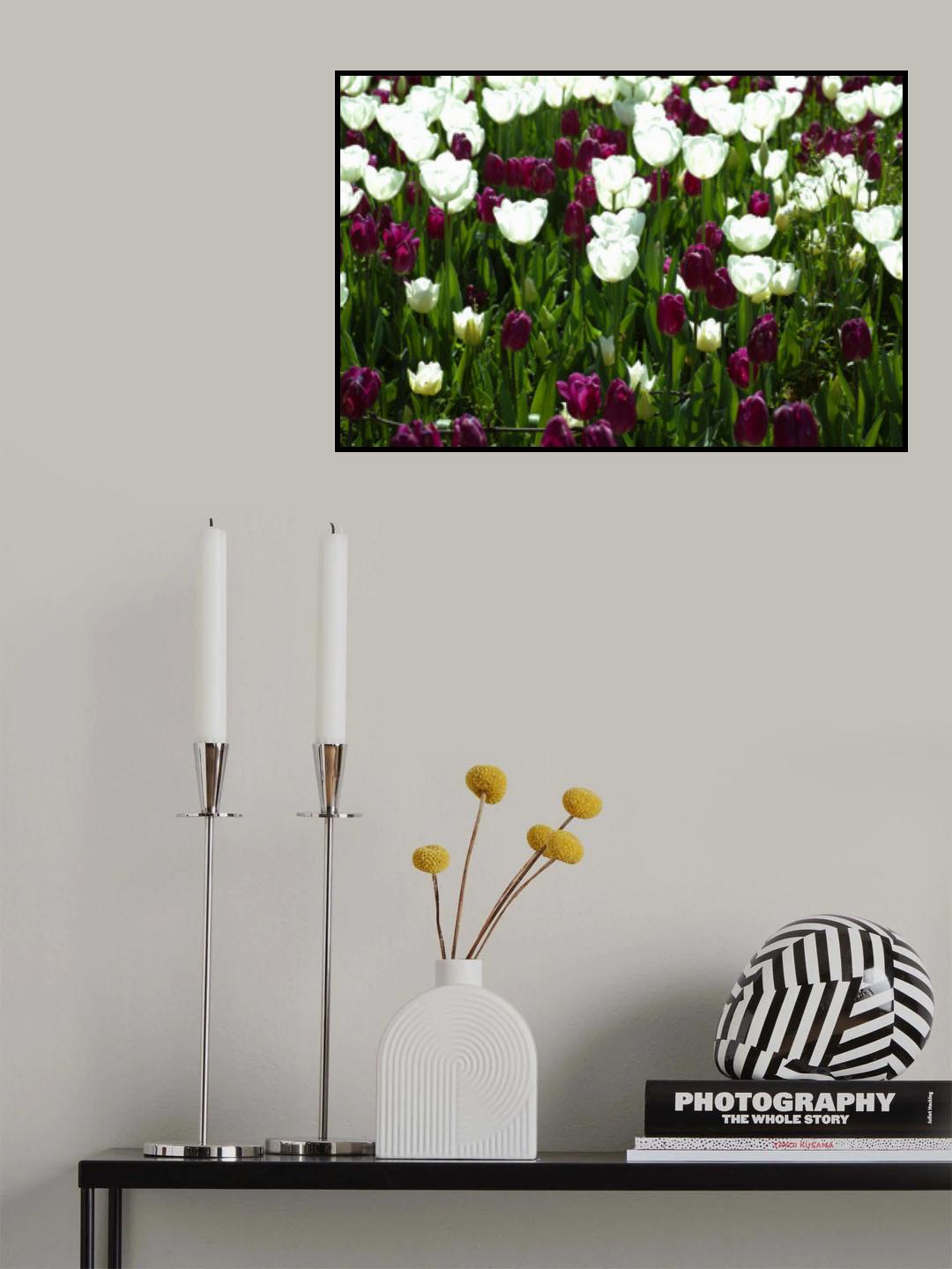 colorful tulips Poster och Canvastavla