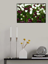 colorful tulips Poster och Canvastavla