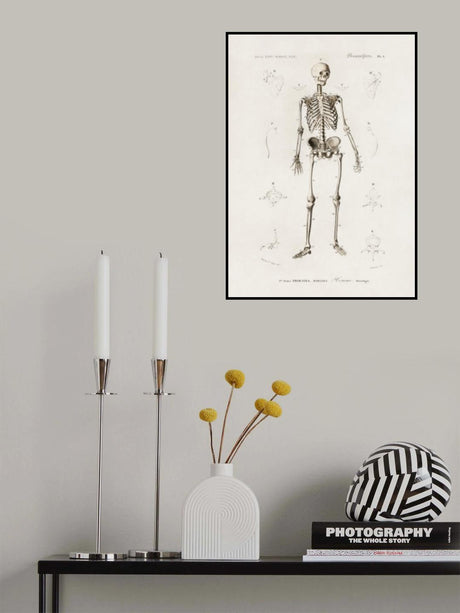 Human Skeleton Poster och Canvastavla