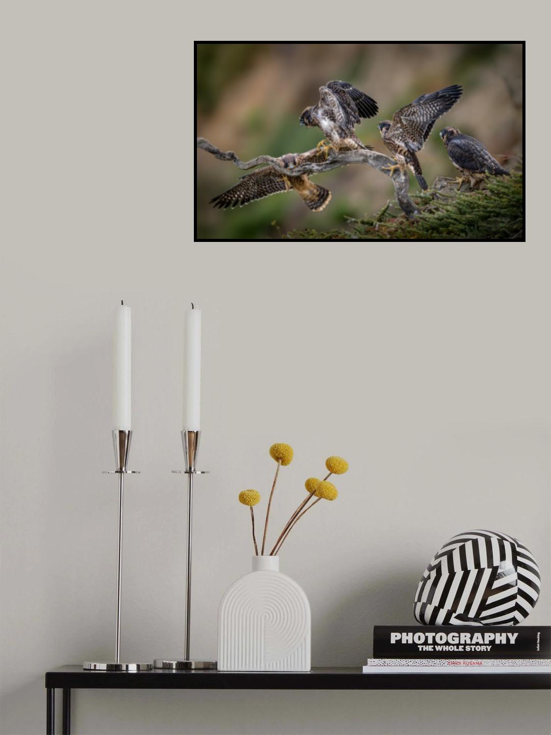 Come on!  You can make it! - 4 Juveniles of Peregrine Falcon Poster och Canvastavla
