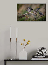 Come on!  You can make it! - 4 Juveniles of Peregrine Falcon Poster och Canvastavla