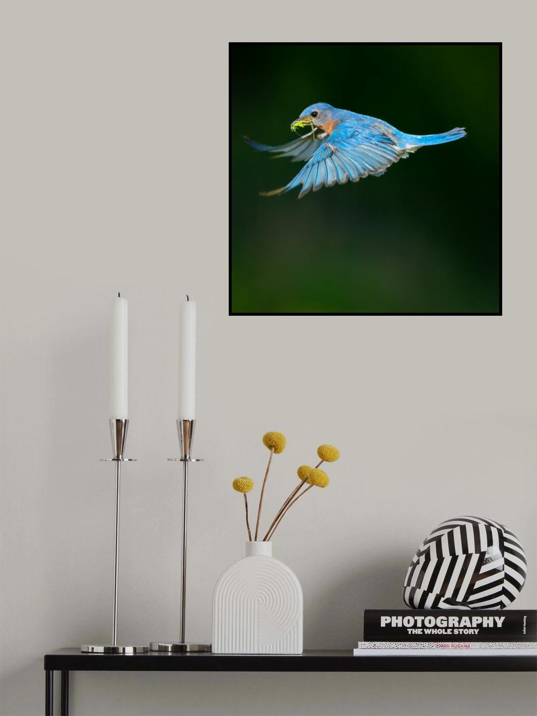 Bluebird Poster och Canvastavla