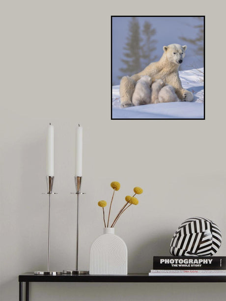 Polar Bear Mum and Triplet Poster och Canvastavla