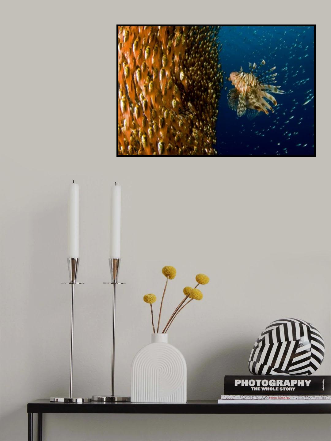 Lion fish staring at its lunch Poster och Canvastavla